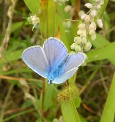 Polyommatus icarus