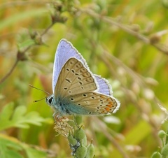 Polyommatus icarus