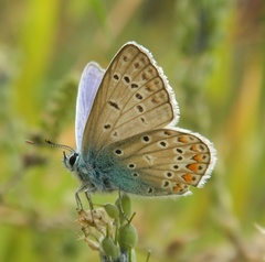 Polyommatus icarus