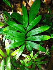 Metaxya scalaris