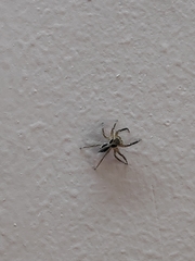 Salticidae