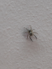 Salticidae