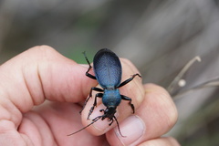Carabus caelatus