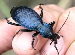 Carabus caelatus