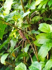 Nephila cornuta