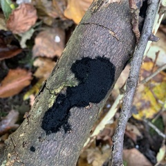 Chaetosphaerella phaeostroma