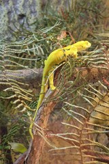 Naultinus elegans