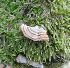Polyporaceae