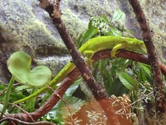 Naultinus elegans