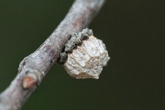 Andricus truncicolus