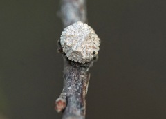 Andricus truncicolus