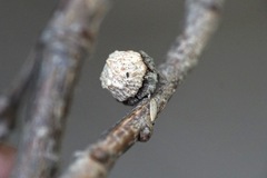 Andricus truncicolus