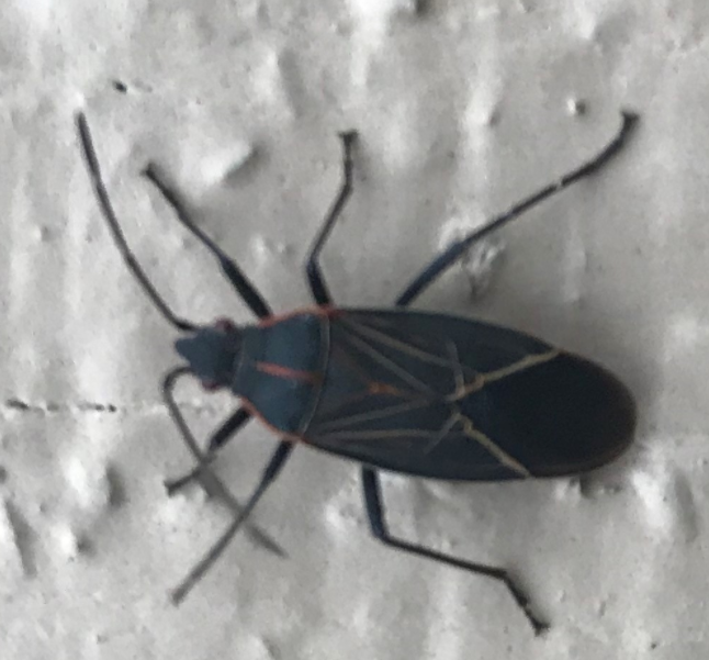 Western Boxelder Bug from Kalama, WA 98625, USA on November 16, 2021 at ...
