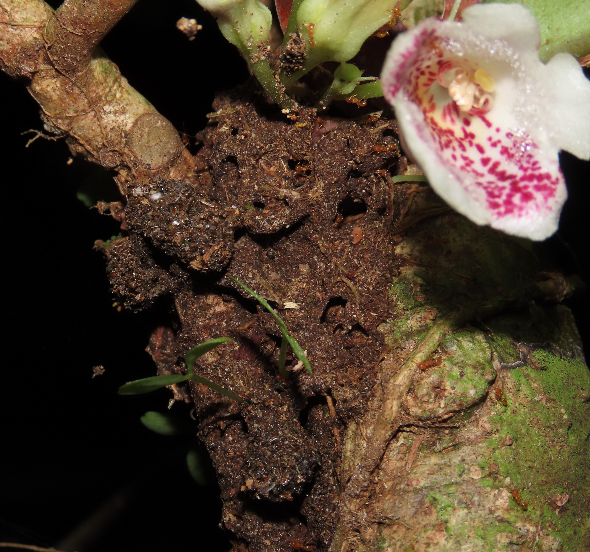 Ochetomyrmex
