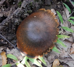 Polyporaceae