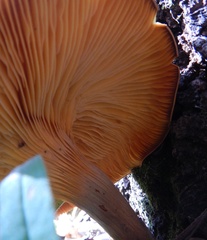 Polyporaceae