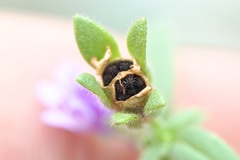 Chaenorhinum litorale
