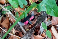 Parides neophilus
