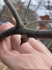 Callirhytis quercusventricosa