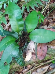 Danaea simplicifolia