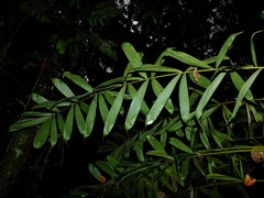 Bactris acanthocarpa