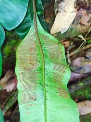 Danaea simplicifolia