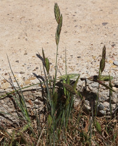 Bromus catharticus
