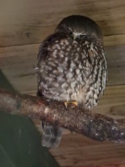 Ninox novaeseelandiae