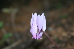 Cyclamen graecum graecum