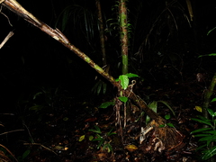 Bactris acanthocarpa