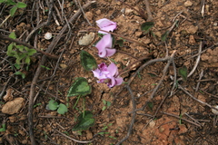 Cyclamen graecum graecum