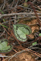 Cyclamen graecum graecum