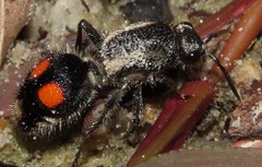 Traumatomutilla ocellaris