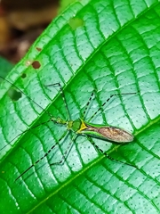 Zelus annulosus
