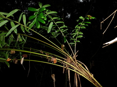 Bactris acanthocarpa