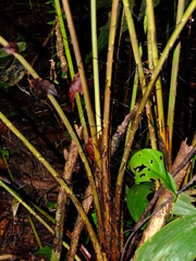 Bactris acanthocarpa