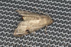 Abablemma brimleyana