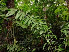 Bactris acanthocarpa