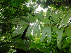 Bactris acanthocarpa