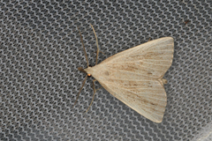 Macrochilo santerivalis