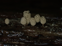 Arcyria riparia