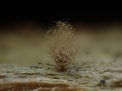Arcyria riparia