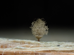 Arcyria riparia