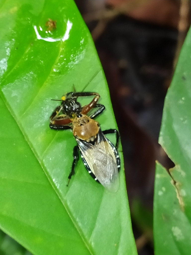 Apiomerus pilipes