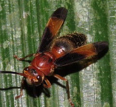 Parachartergus amazonensis