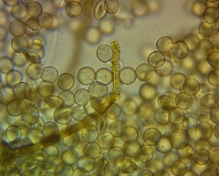 Arcyria riparia