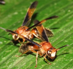 Parachartergus amazonensis
