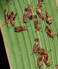Parachartergus amazonensis