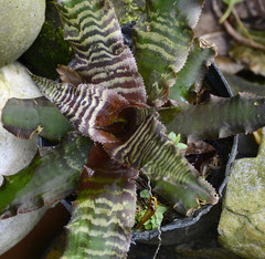 Cryptanthus bromelioides