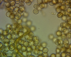 Arcyria riparia